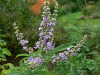 vitex_cannabifolia