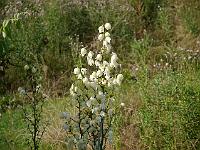 yucca_flaccida