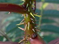 zanthoxylum_ailanthoides