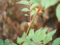 zanthoxylum_americanum