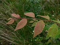 zelkova_serrata