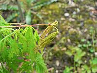 2009-05-07_07-38-28_0033