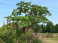 2011-07-20_09-44-01_0185