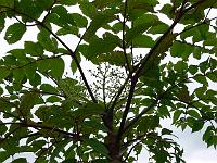 2011-07-28_09-16-59_0047