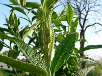 2009-04-30_07-29-51_0153