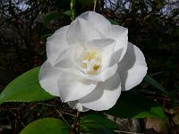 camellia_japonica_dronning_ingrid