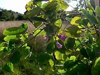 2008-09-01_07-32-29_0017
