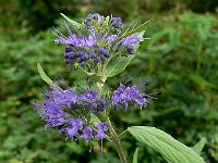 caryopteris_clandonensis_worcester_gold