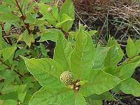 2011-08-05_10-09-10_0071