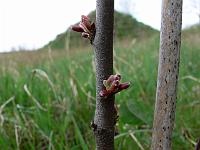 2010-05-06_08-15-13_0075