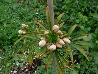 2009-05-04_09-35-52_0099