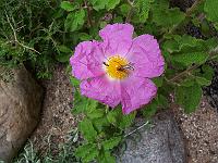cistus_creticus