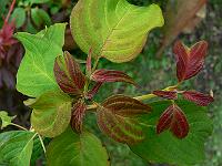 03-07-2007_17-32-41_05