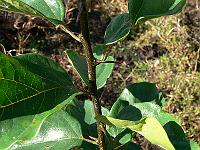 2010-08-19_09-36-42_0052