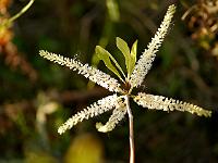 cyrilla_racimiflora