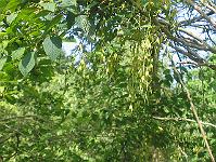 03-06-05canon_218