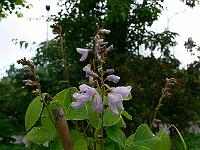 2011-06-14_08-19-47_0004