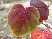 2008-10-10_11-24-09_0085