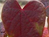 2008-10-10_11-24-58_0096