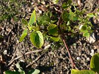 2009-04-18_06-59-40_0014
