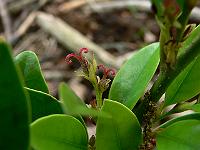 distylium_racemosum