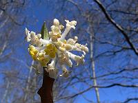 edgeworthia-chrysantha