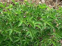 2009-05-07_08-45-45_0076