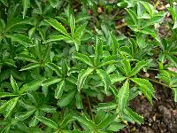 2009-05-07_08-46-30_0086