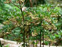 enkianthus_campanulatus_-_pagodebusk
