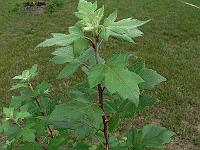 2010-07-14_08-44-10_0116