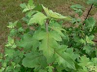 2010-07-14_08-44-35_0121