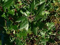 2010-09-13_07-53-14_0047