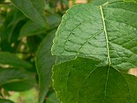 2010-08-12_08-34-47_0196