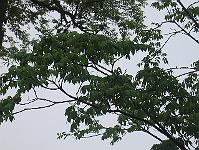 03-06-05canon_028