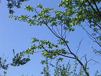 03-06-05canon_160