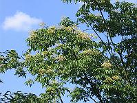 15-08-05canon_032