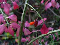 27-09-2007_10-14-10_21
