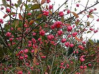 2010-10-07_11-23-31_0019