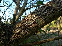 euonymus-europaeus