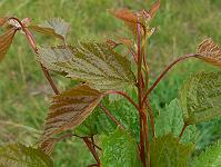 2008-09-20_09-32-42_0118
