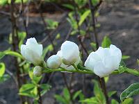 2008-05-09_06-36-02_0068