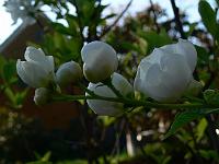 2008-05-09_06-37-15_0075