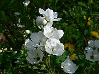 2010-05-20_15-51-54_0288