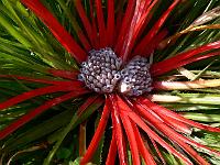 fascicularia_bicolor