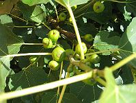 27-08-05canon_042