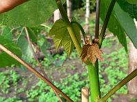 2008-09-06_08-13-45_0204