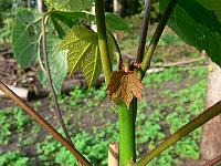 2008-09-06_08-13-59_0205