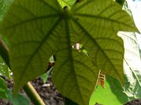 2008-09-06_08-16-18_0225