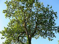 2008-05-22_04-57-39_0185