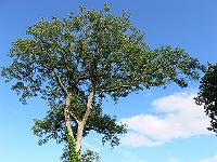 2009-07-20_17-14-43_0091
